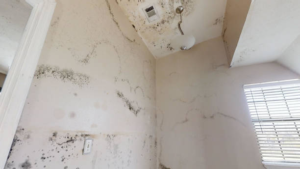 Best Post-Construction Mold Inspection  in Tavernier, FL