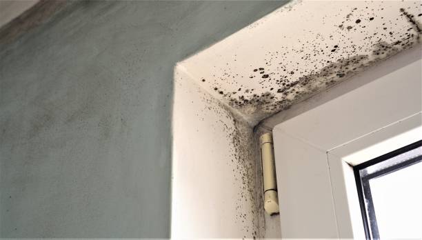 Best Mold Prevention Services  in Tavernier, FL