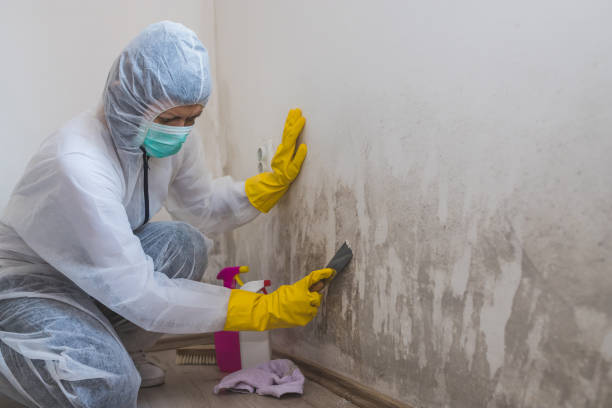 Professional Mold Removal in Tavernier, FL