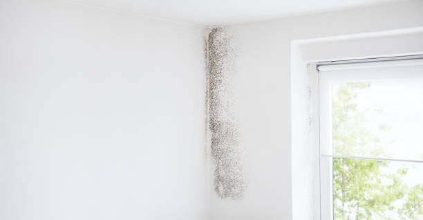 Best Forensic Mold Investigation  in Tavernier, FL