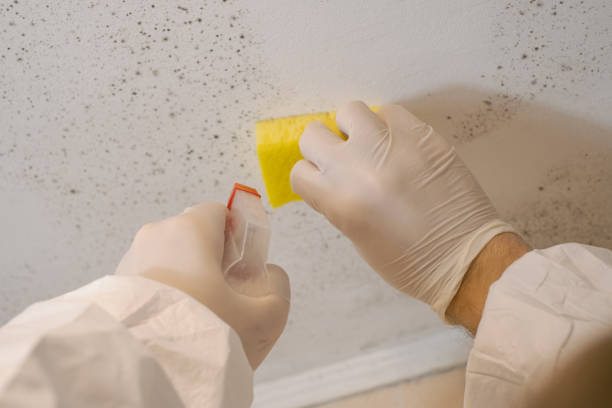 Best Mold Odor Removal Services  in Tavernier, FL