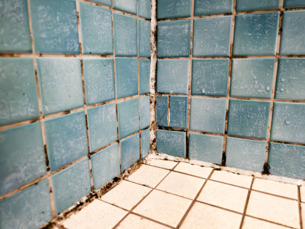Best HVAC Mold Inspection and Cleaning  in Tavernier, FL
