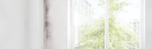 Best Emergency Mold Remediation  in Tavernier, FL