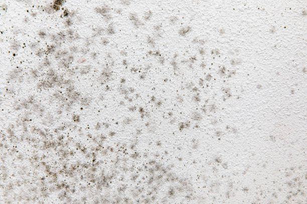  Tavernier, FL Mold Removal Pros