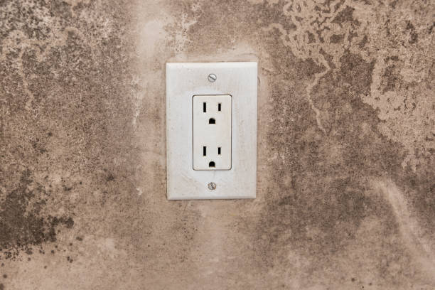 Best Dehumidification Services  in Tavernier, FL