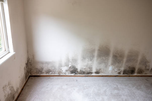 Best Crawl Space Mold Remediation  in Tavernier, FL