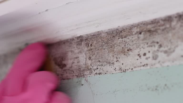 Best Mold Removal for HVAC Installations  in Tavernier, FL